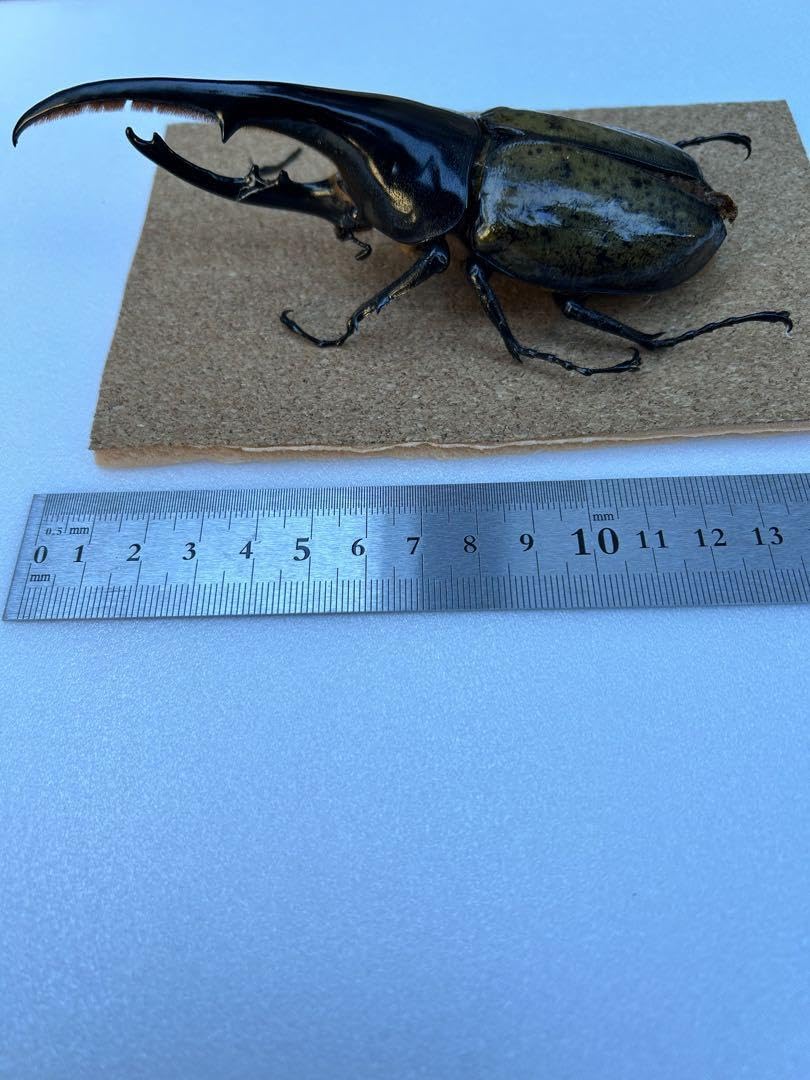 Amazon.co.jp: ヘラクレスオオカブト標本 : ペット用品